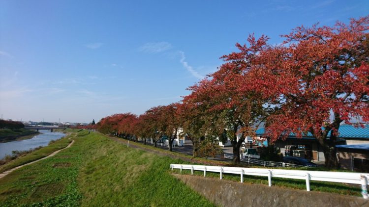 紅葉する釈迦堂川桜並木