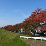 紅葉する釈迦堂川桜並木